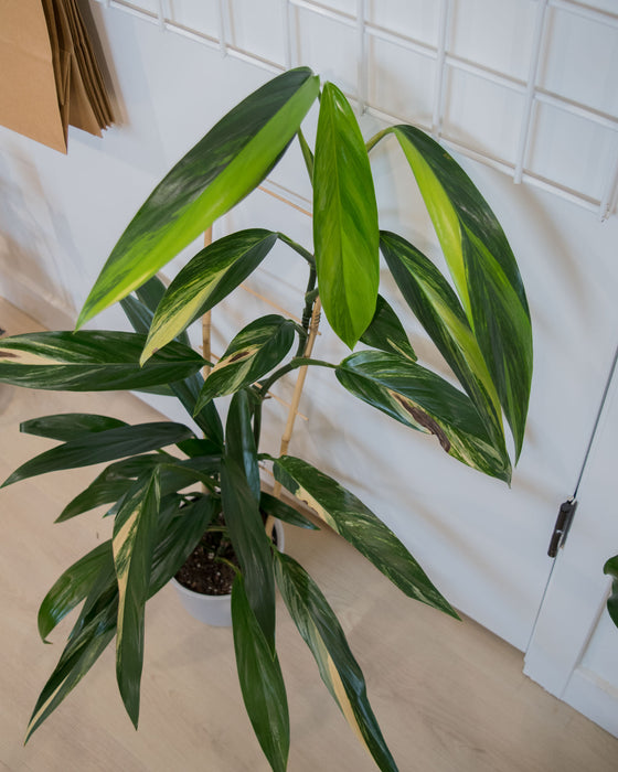 Epipremnum Amplissimum 'Variegata' - 6" (Pick Up Only)