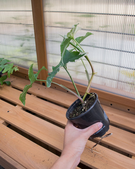 Syngonium 'Albo Variegated' - 4"