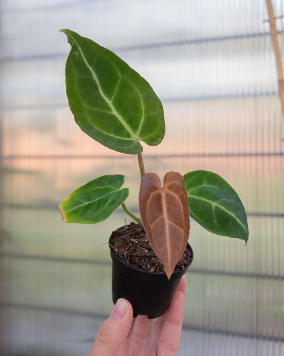 Anthurium 'Black Velvet' - 2"