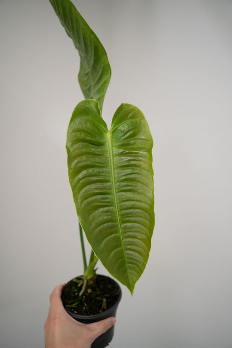 Anthurium Veitchii 'King Anthurium' - 4"