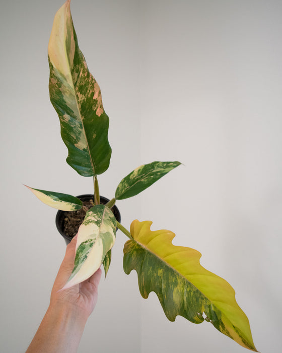 Philodendron 'Caramel Marble' - 4"