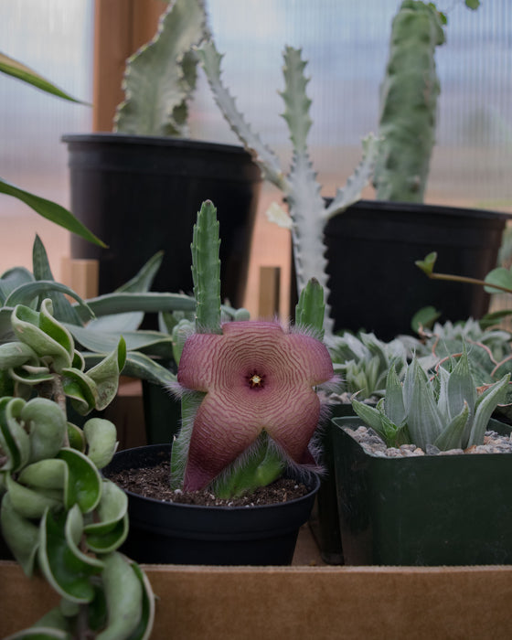 Stapelia Hirsuta- 4"