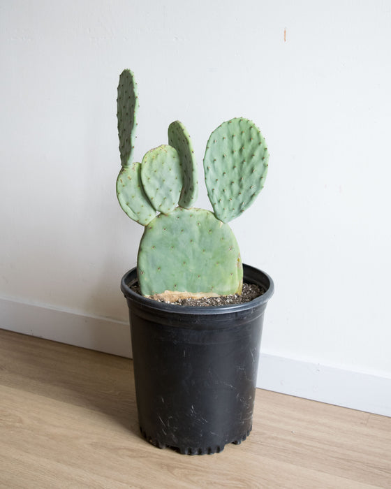 Opuntia Ellisiana 'Thornton's Blue'  - 10" (Pick Up Only)