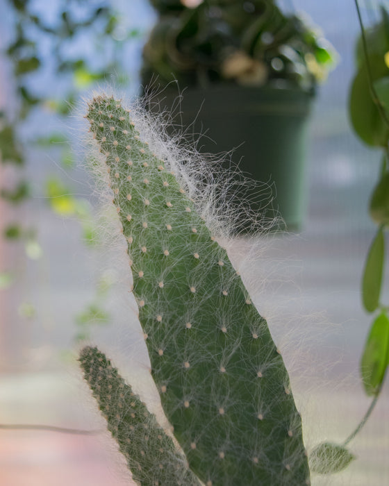 Opuntia Pailana 'Wooly Pads' - 4"