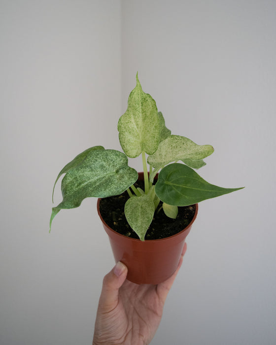 Alocasia Cucullata 'White Marble' - 4"