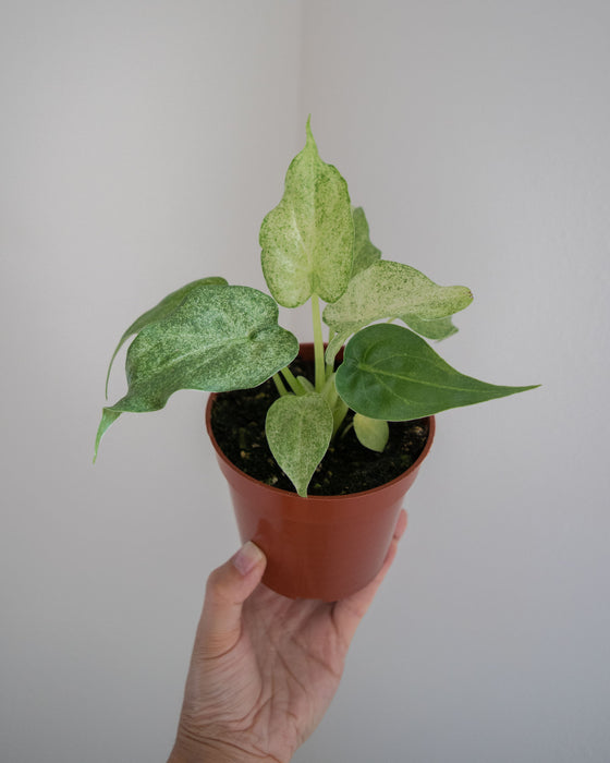 Alocasia Cucullata 'White Marble' - 4"