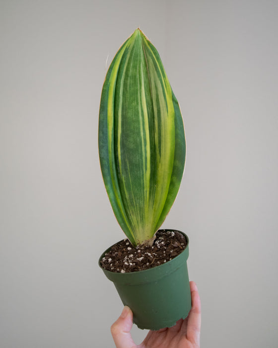 Sansevieria Masoniana 'Variegata' - 4"