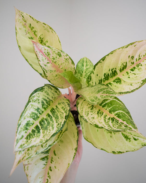 Aglaonema 'Lucky' - 4"