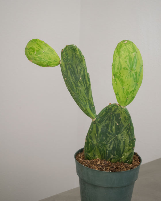 Opuntia Cochenillifera 'Variegata' - 6" (Pick Up Only)