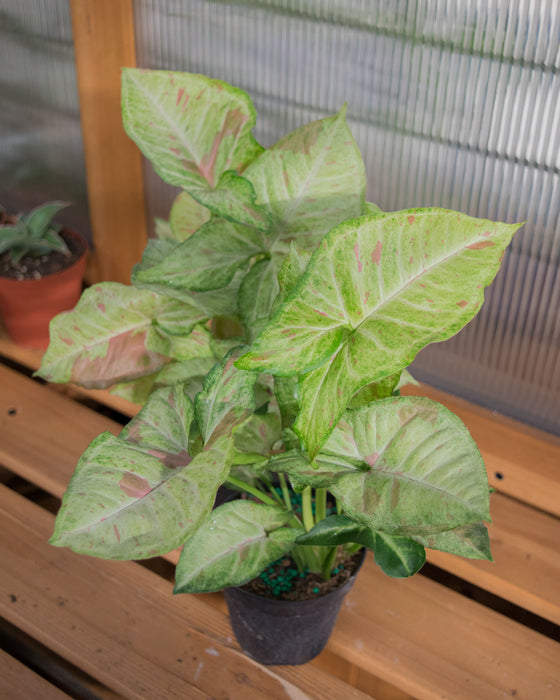 Syngonium Pod. 'Milk Confetti' - 4"