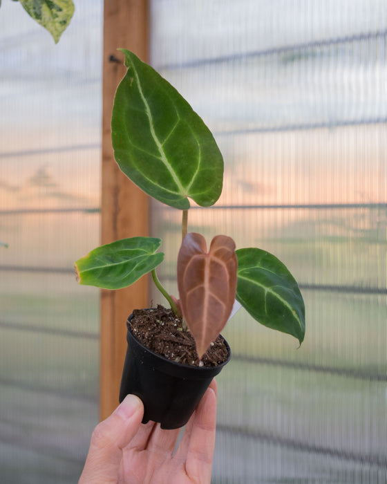 Anthurium 'Black Velvet' - 2"