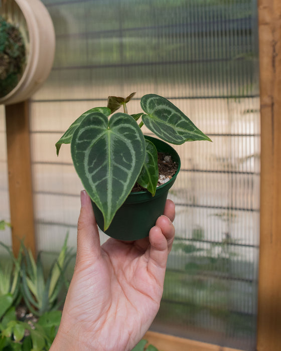 Anthurium 'Dorayaki' - 3"