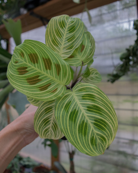 Maranta Leuc' 'Fantasy' - 4"