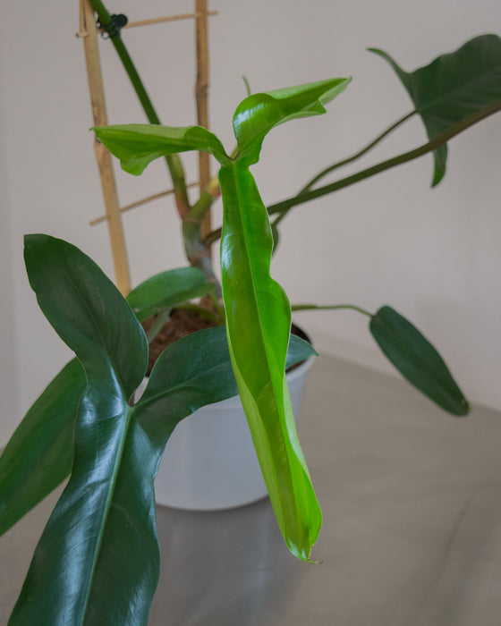 Philodendron '69686' - 6" (Pick Up Only)