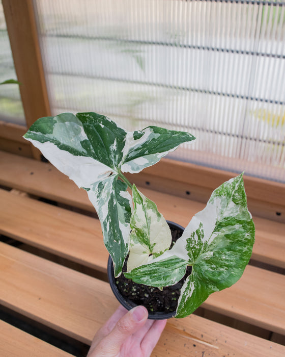 Syngonium 'Albo Variegated' - 4"