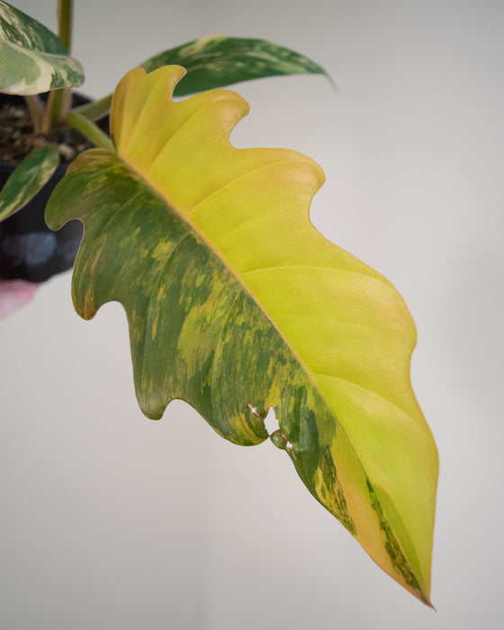 Philodendron 'Caramel Marble' - 4"