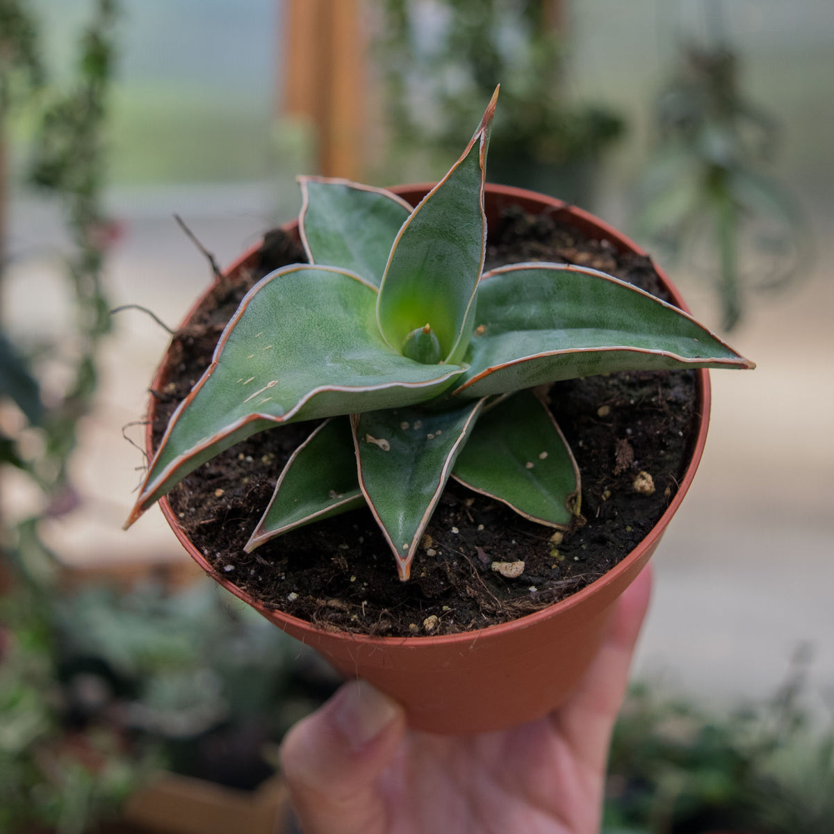 サンスベリア ブルーキュ斑入 Sansevieria Blue Kew サンスベリア ブルーキュ斑入 Sansevieria Blue Kew サンスベリア