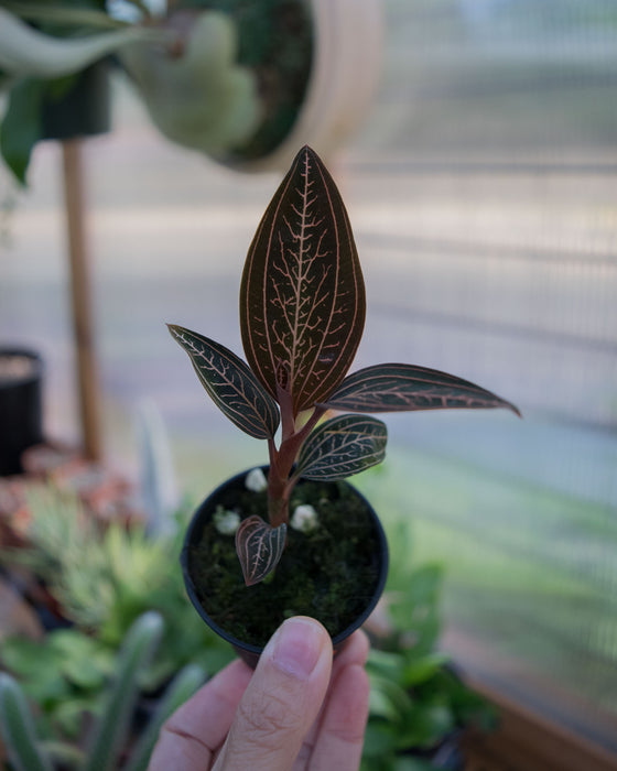Ludisia Discolor Spiderman 'Jewel Orchid' - 2"