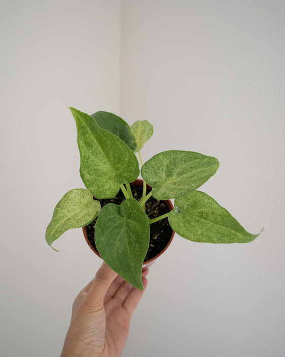 Alocasia Cucullata 'White Marble' - 4"