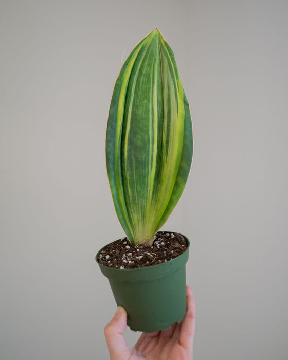 Sansevieria Masoniana 'Variegata' - 4"