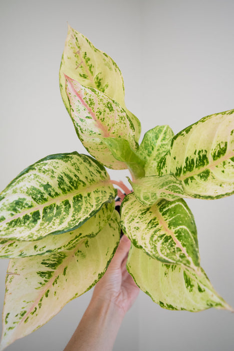 Aglaonema 'Lucky' - 4"