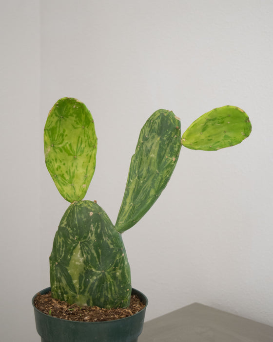 Opuntia Cochenillifera 'Variegata' - 6" (Pick Up Only)