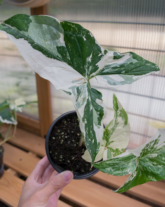 Syngonium 'Albo Variegated' - 4"