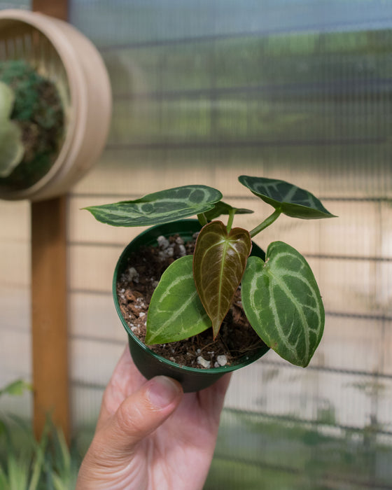 Anthurium 'Dorayaki' - 3"