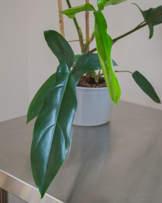 Philodendron '69686' - 6" (Pick Up Only)