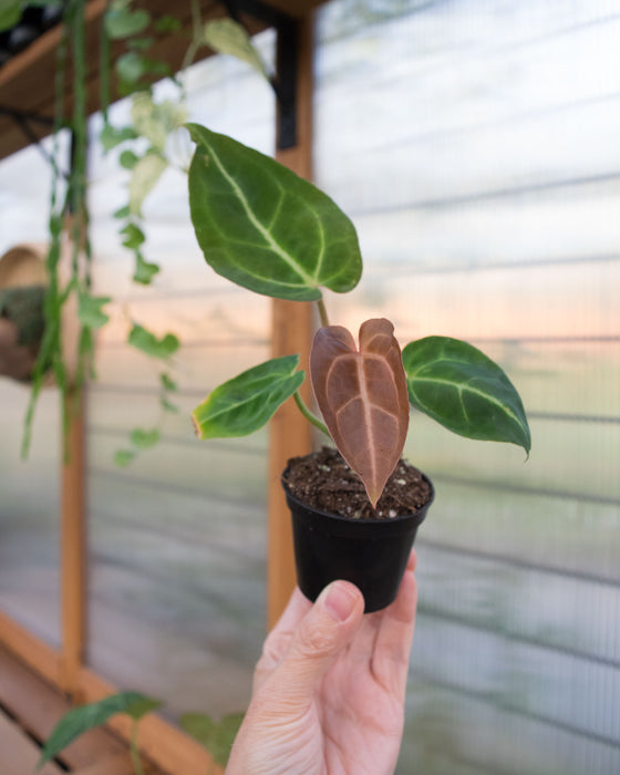 Anthurium 'Black Velvet' - 2"