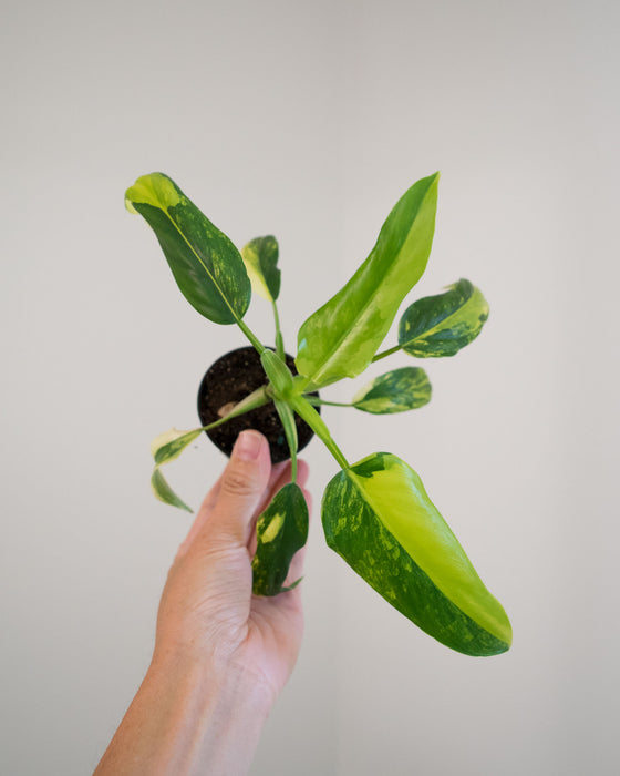 Philodendron Domesticum 'Variegata' - 2"