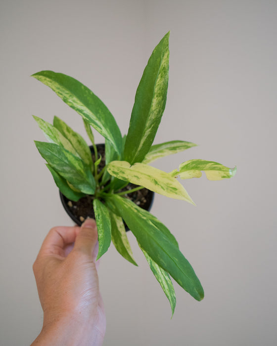 Anthurium Vittarifolium 'Variegata' - 4"