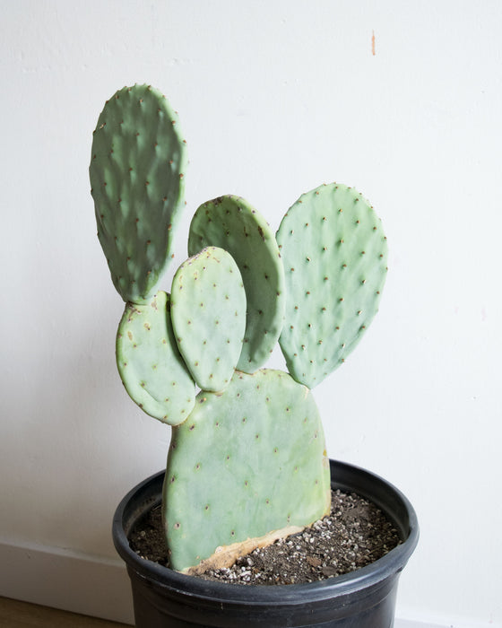 Opuntia Ellisiana 'Thornton's Blue'  - 10" (Pick Up Only)