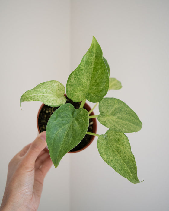 Alocasia Cucullata 'White Marble' - 4"