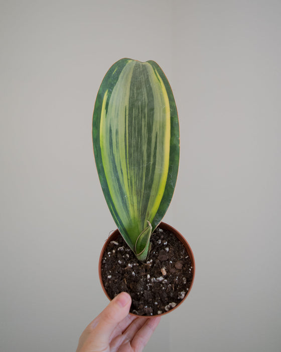 Sansevieria Masoniana 'Variegata' - 4"