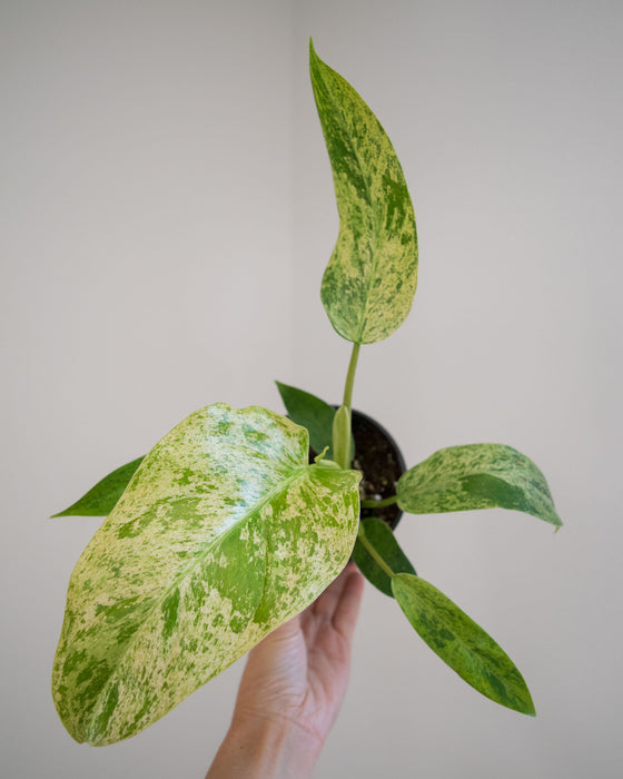 Philodendron 'Whipple Way Mint' - 4"