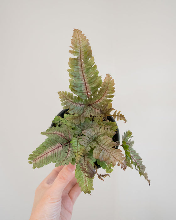 Pteris Aspericaulis 'Tricolor' - 4"