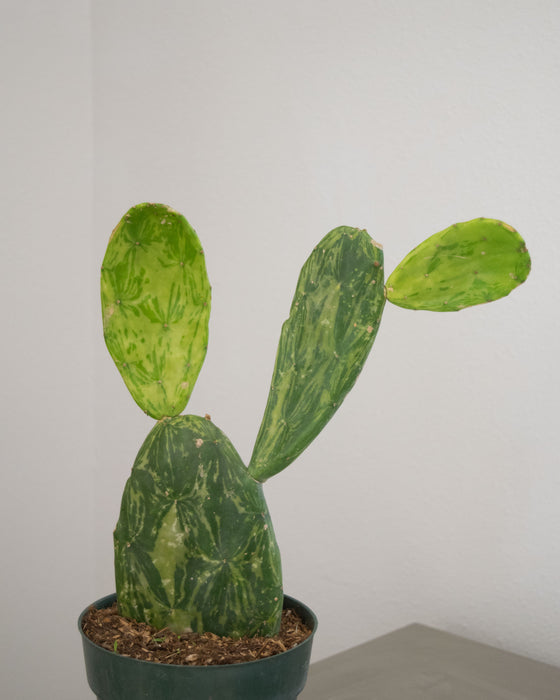 Opuntia Cochenillifera 'Variegata' - 6" (Pick Up Only)