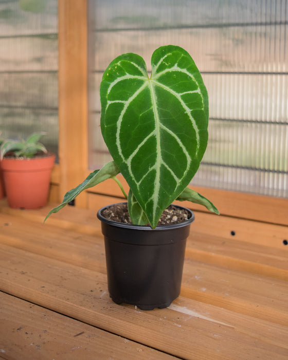 Anthurium 'Regale' - 4"