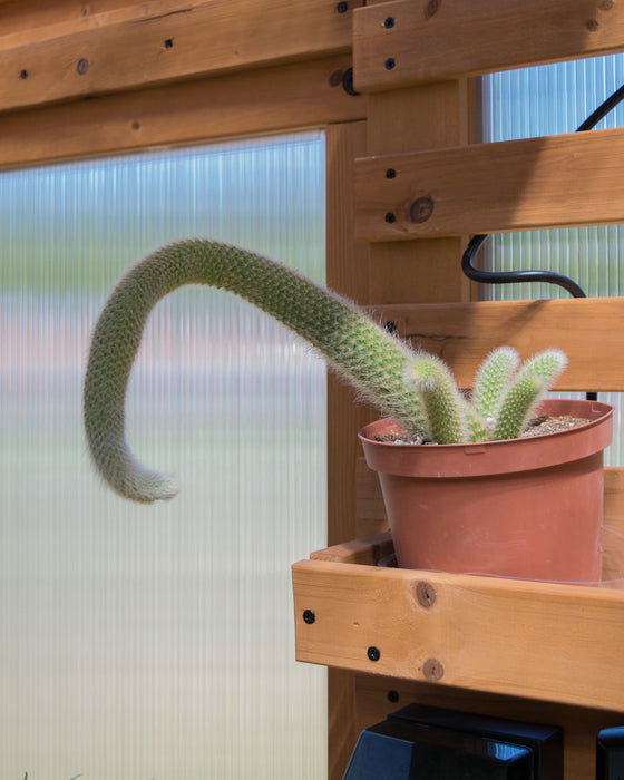 Cleistocactus Winteri ssp. Colademononis 'Monkey Tail Cactus' - 6" (Pick Up Only)