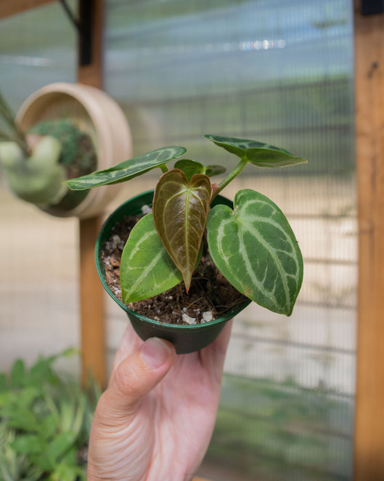 Anthurium 'Dorayaki' - 3"