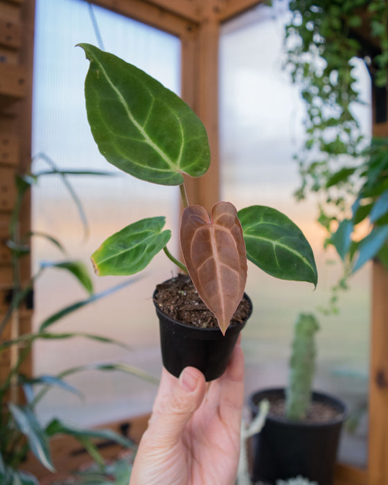 Anthurium 'Black Velvet' - 2"