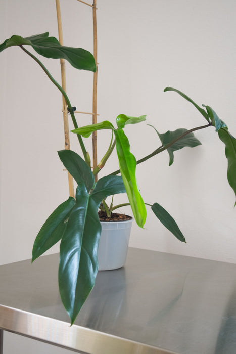 Philodendron '69686' - 6" (Pick Up Only)