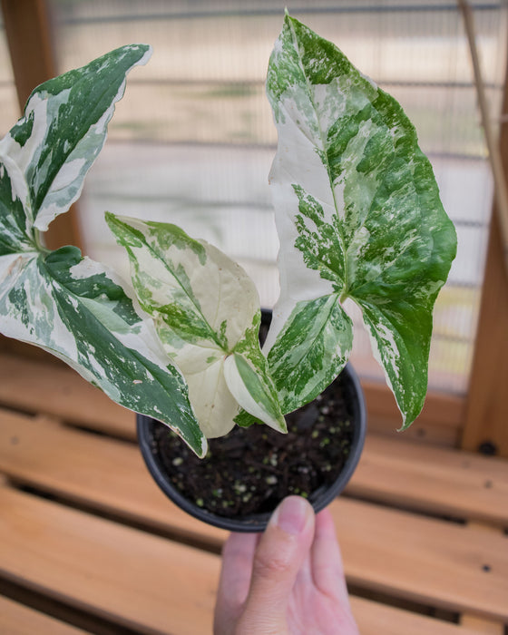 Syngonium 'Albo Variegated' - 4"