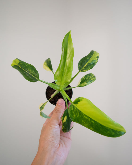 Philodendron Domesticum 'Variegata' - 2"