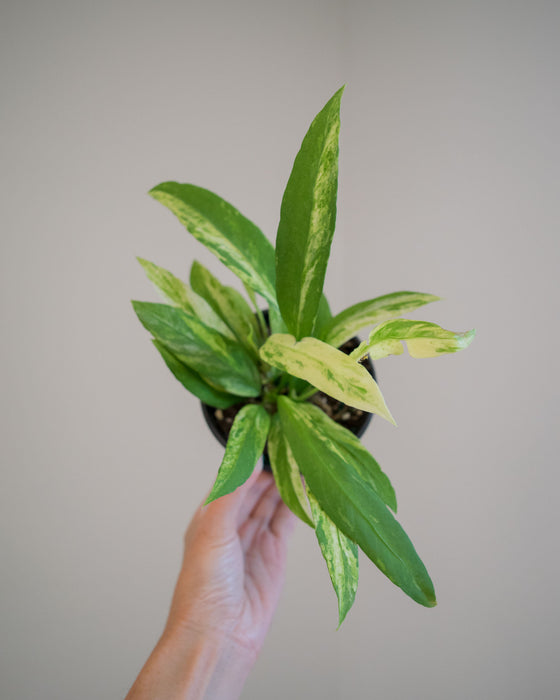 Anthurium Vittarifolium 'Variegata' - 4"