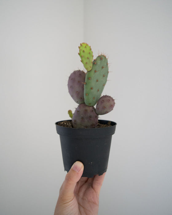 Opuntia x Basilaris 'Baby Rita' - 4"