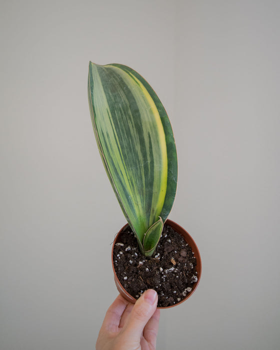 Sansevieria Masoniana 'Variegata' - 4"