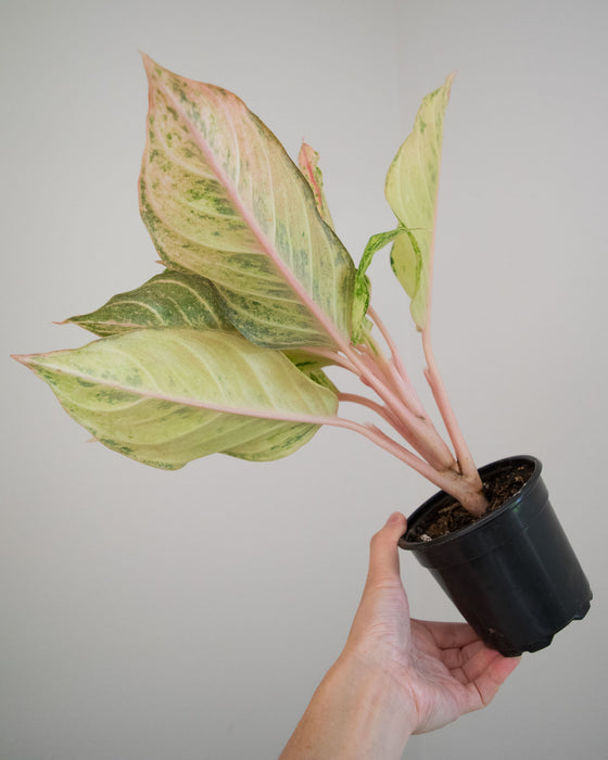 Aglaonema 'Lucky' - 4"