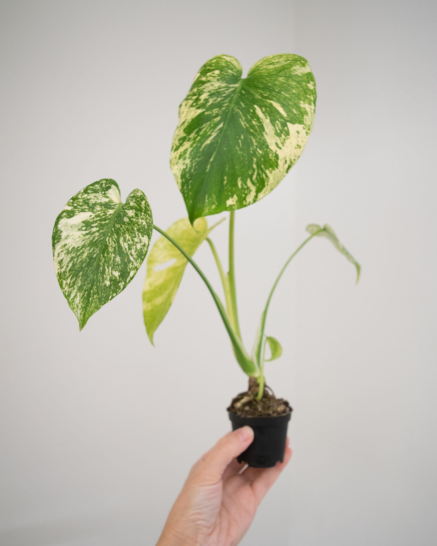 Monstera Deliciosa 'Mint' Variegated - 2 Monstera Deliciosa 'Mint' Variegated - 2